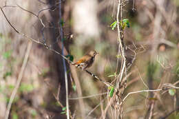 Image of Hermit Thrush