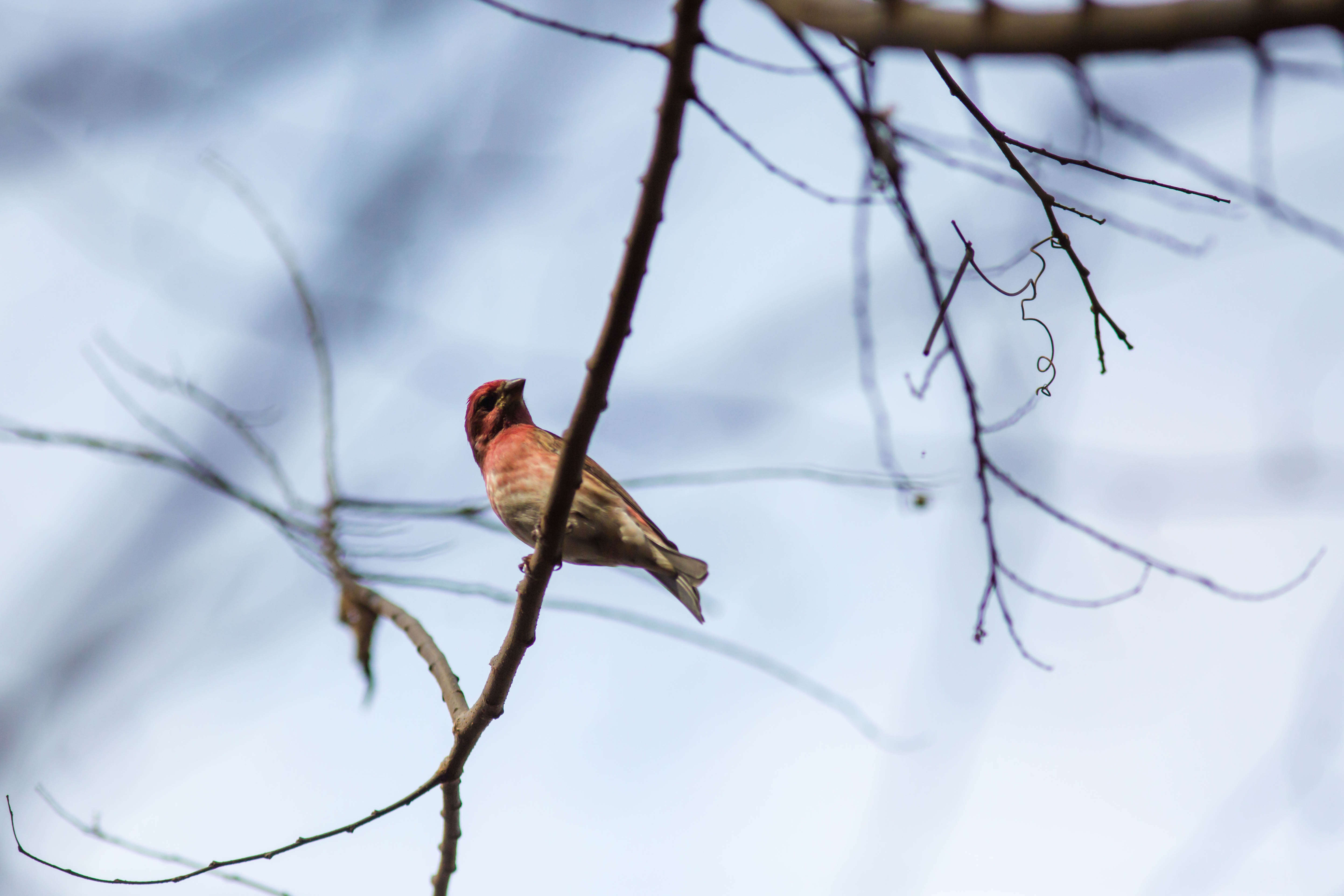 Image of Purple Finch