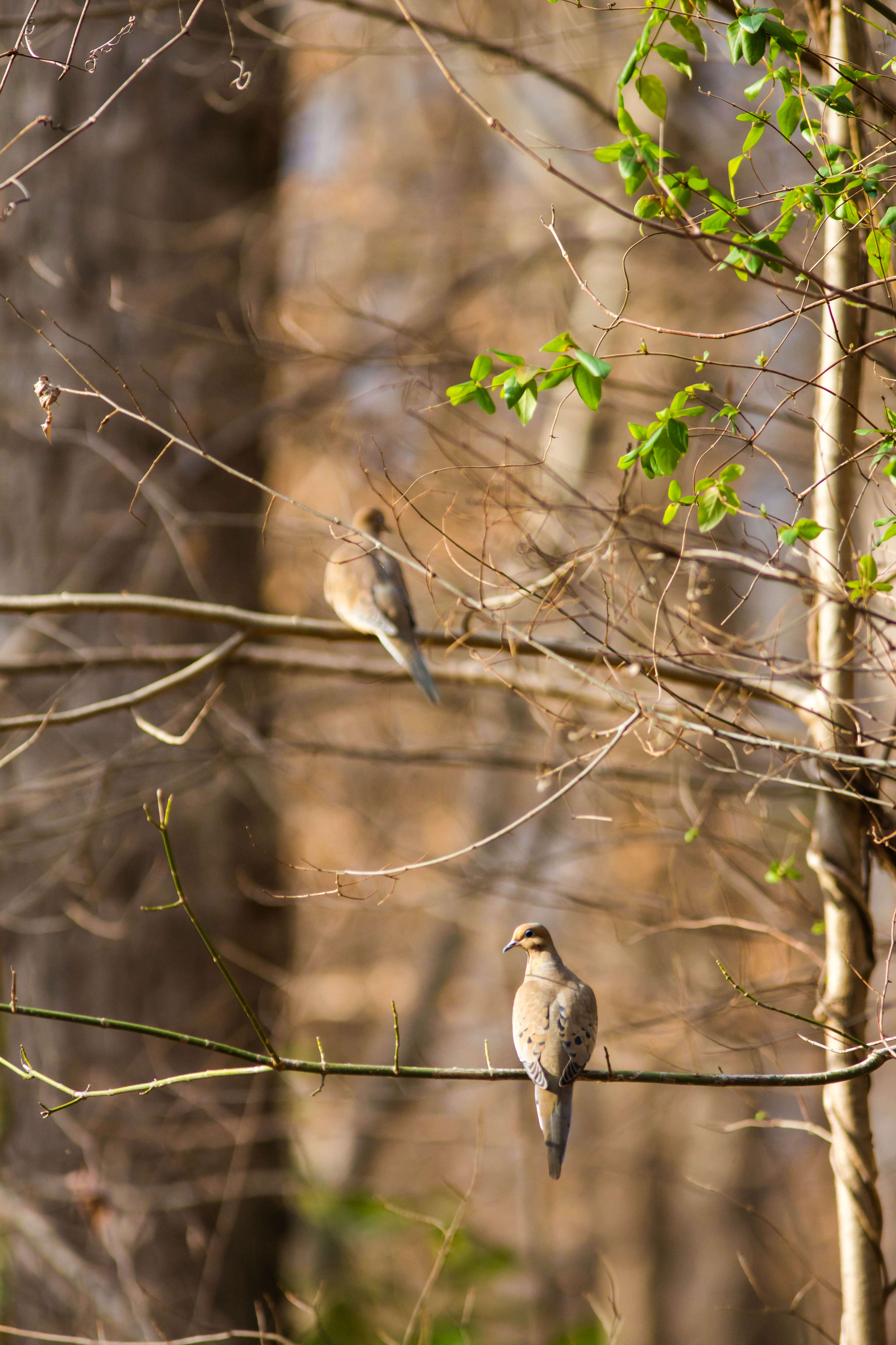 Image of American Mourning Dove