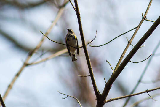 Image of Myrtle Warbler