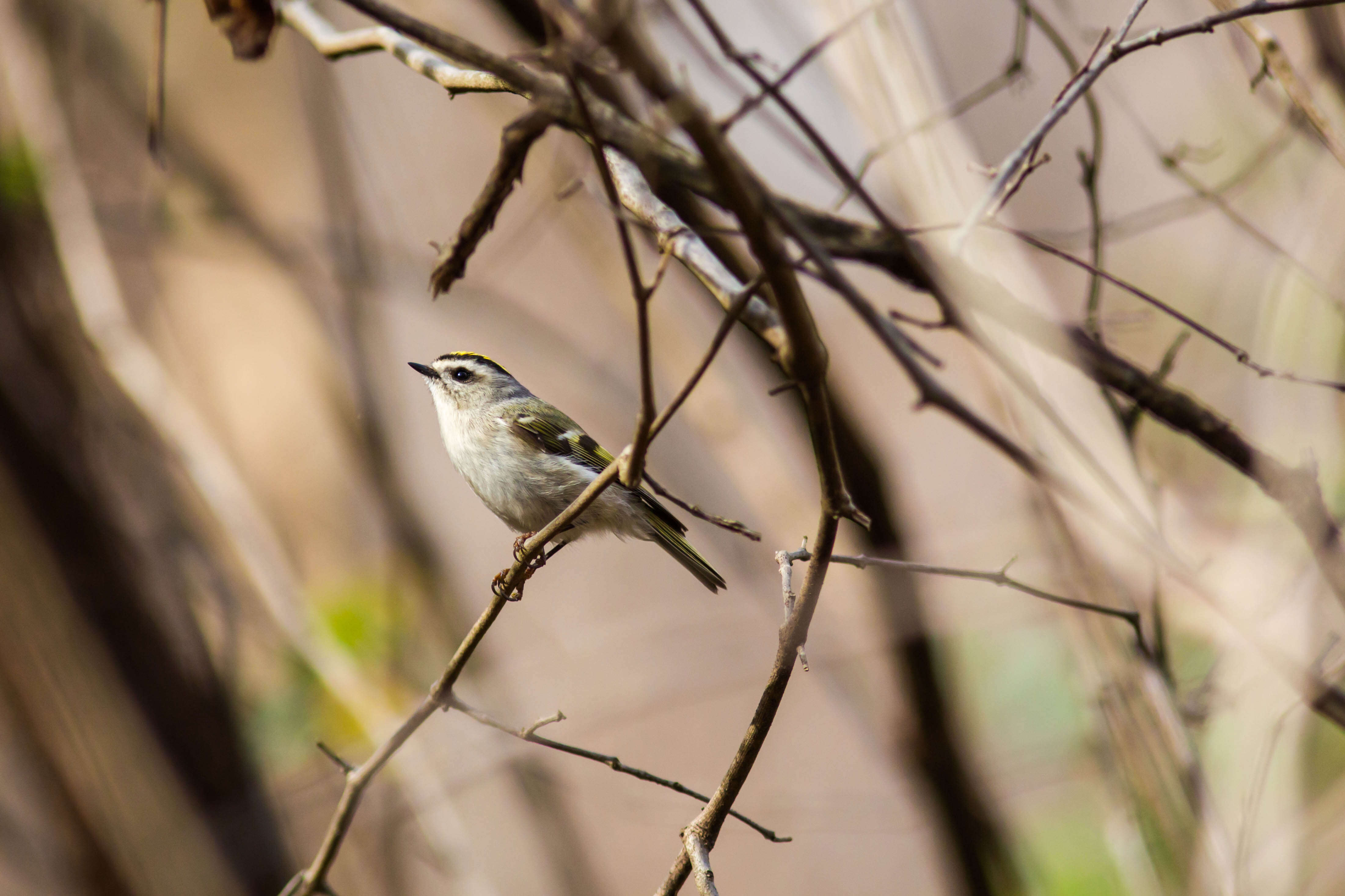 Image of Golden-crowned Kinglet