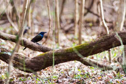 Image of Common Grackle