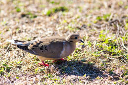 Image of American Mourning Dove