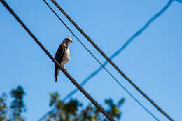 Image of Broad-winged Hawk