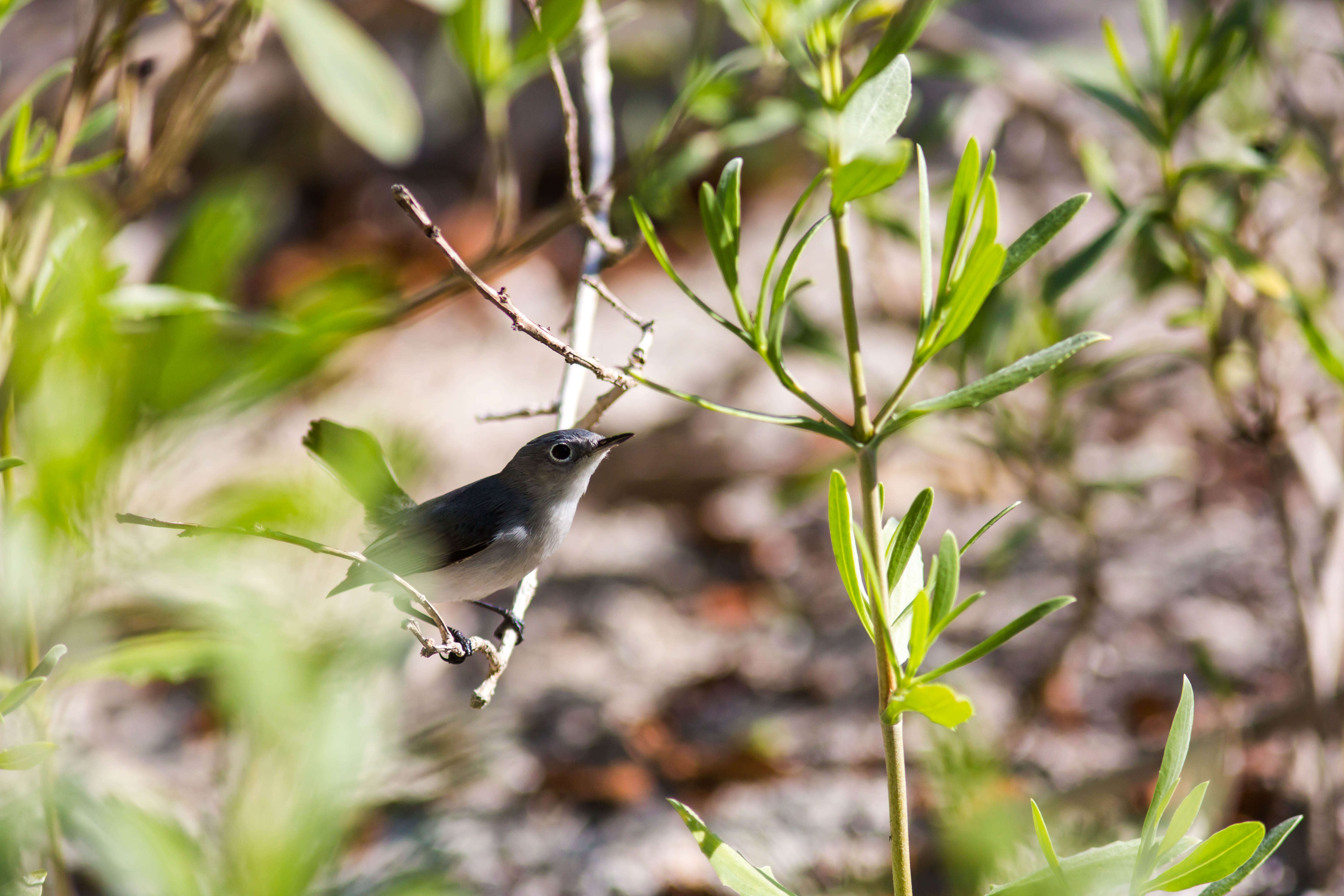 Image of gnatcatchers