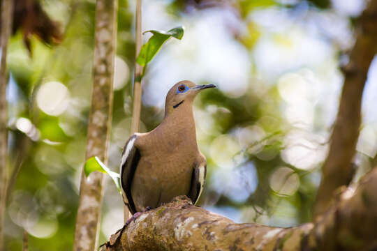 Image of White-winged Dove