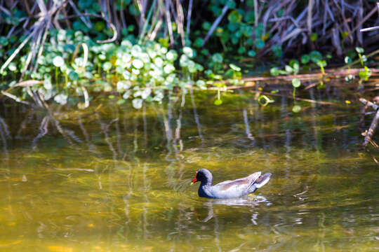 Image of Common Gallinule