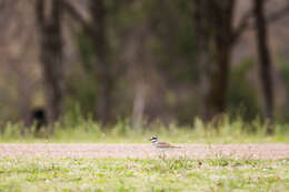 Image of Killdeer