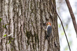 Image of Red-bellied Woodpecker