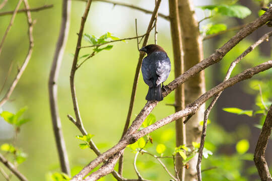 Image of Brown-headed Cowbird