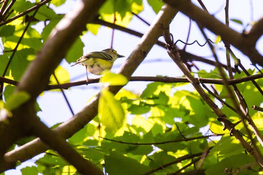 Слика од Vireo griseus (Boddaert 1783)