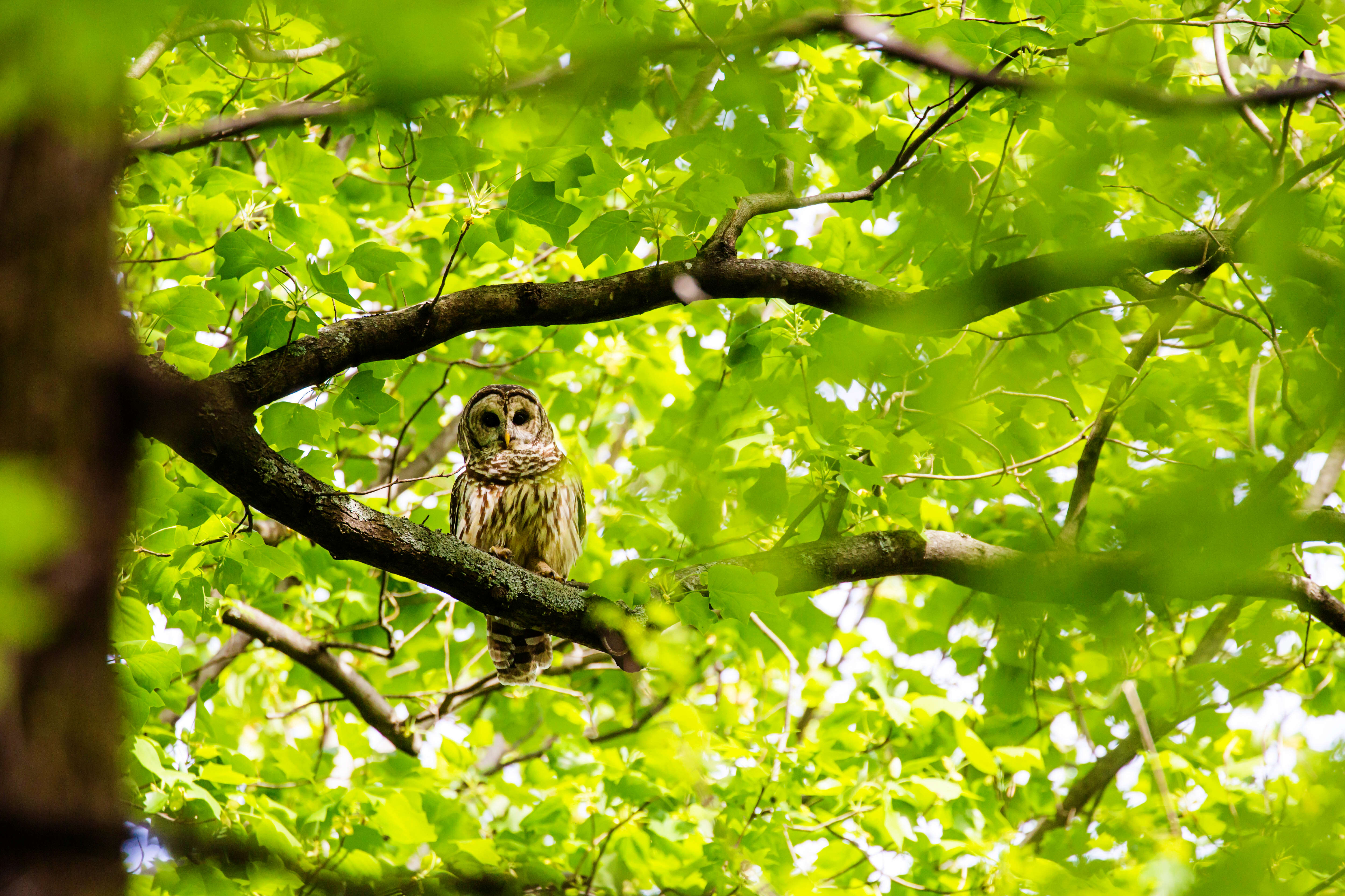 Image of Barred Owl