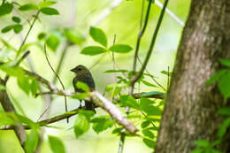 Image of Brown-headed Cowbird