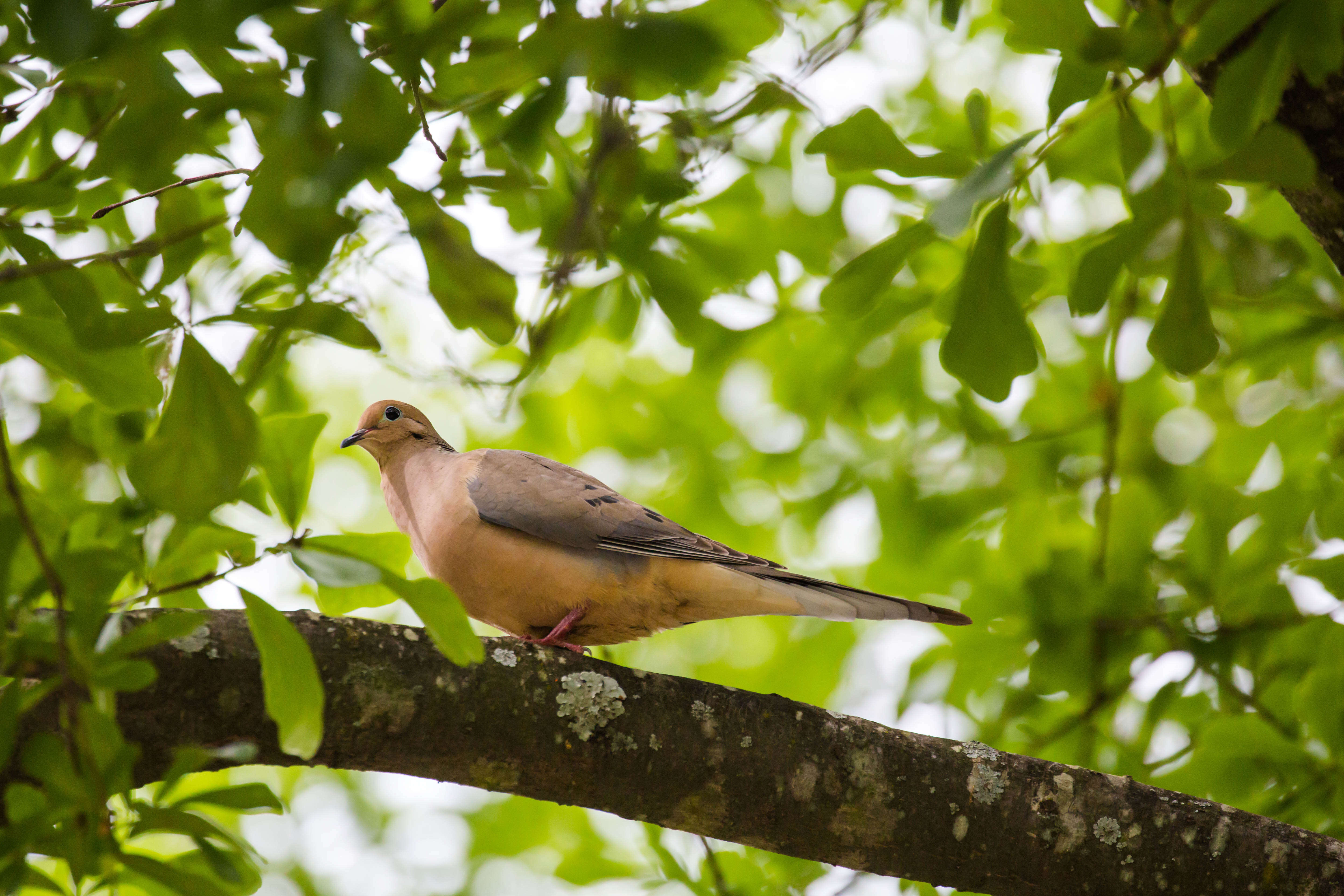 Image of American Mourning Dove