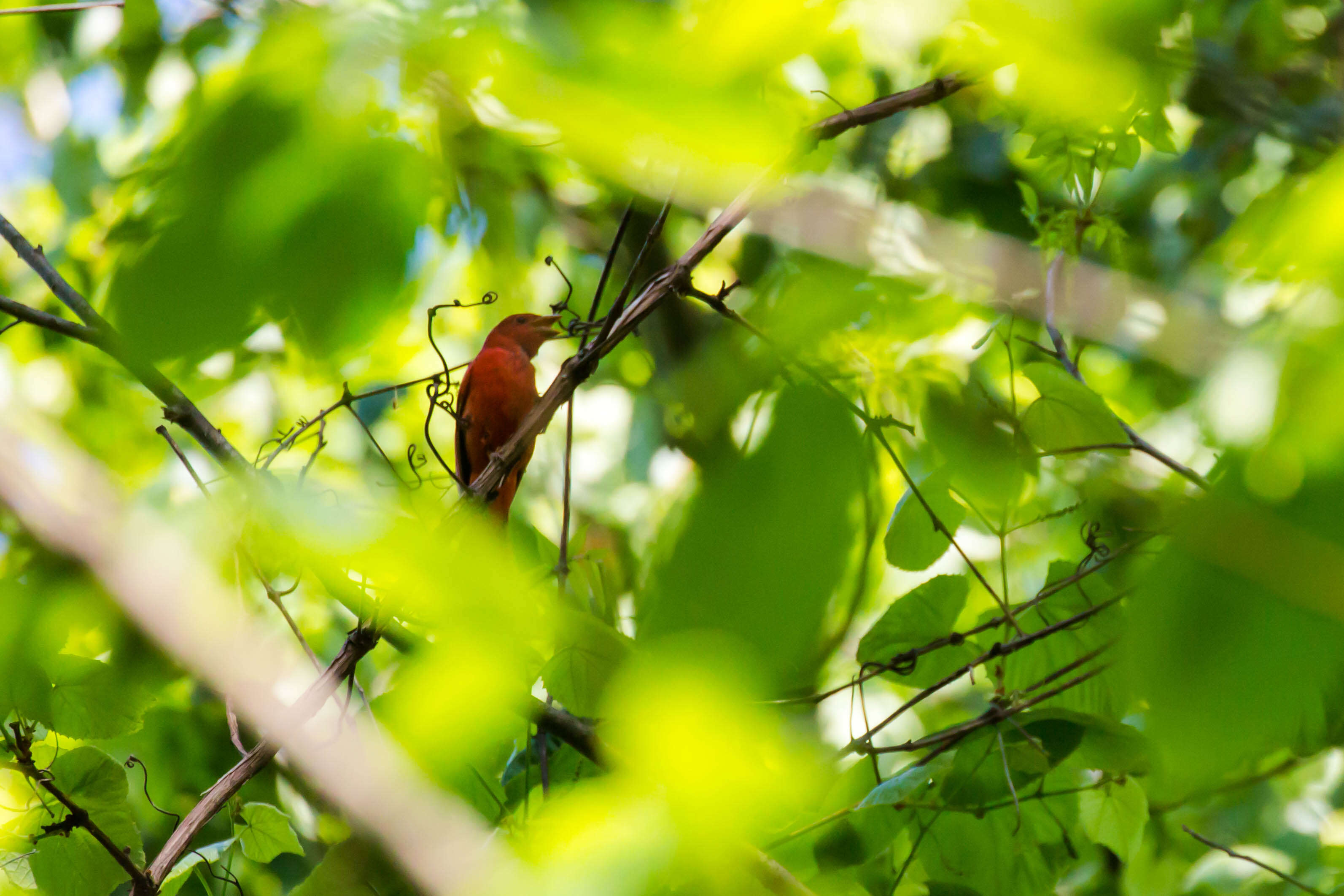 Image of Summer Tanager