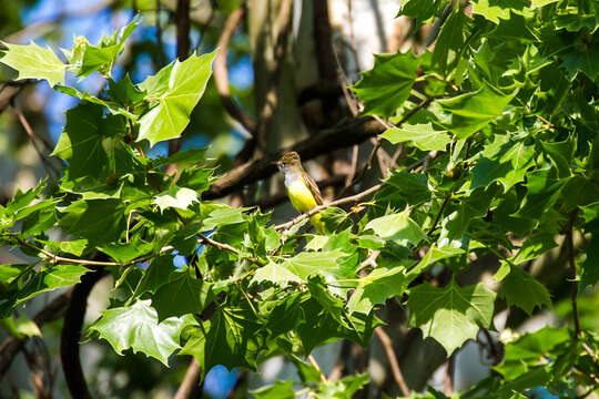 Image of Great Crested Flycatcher