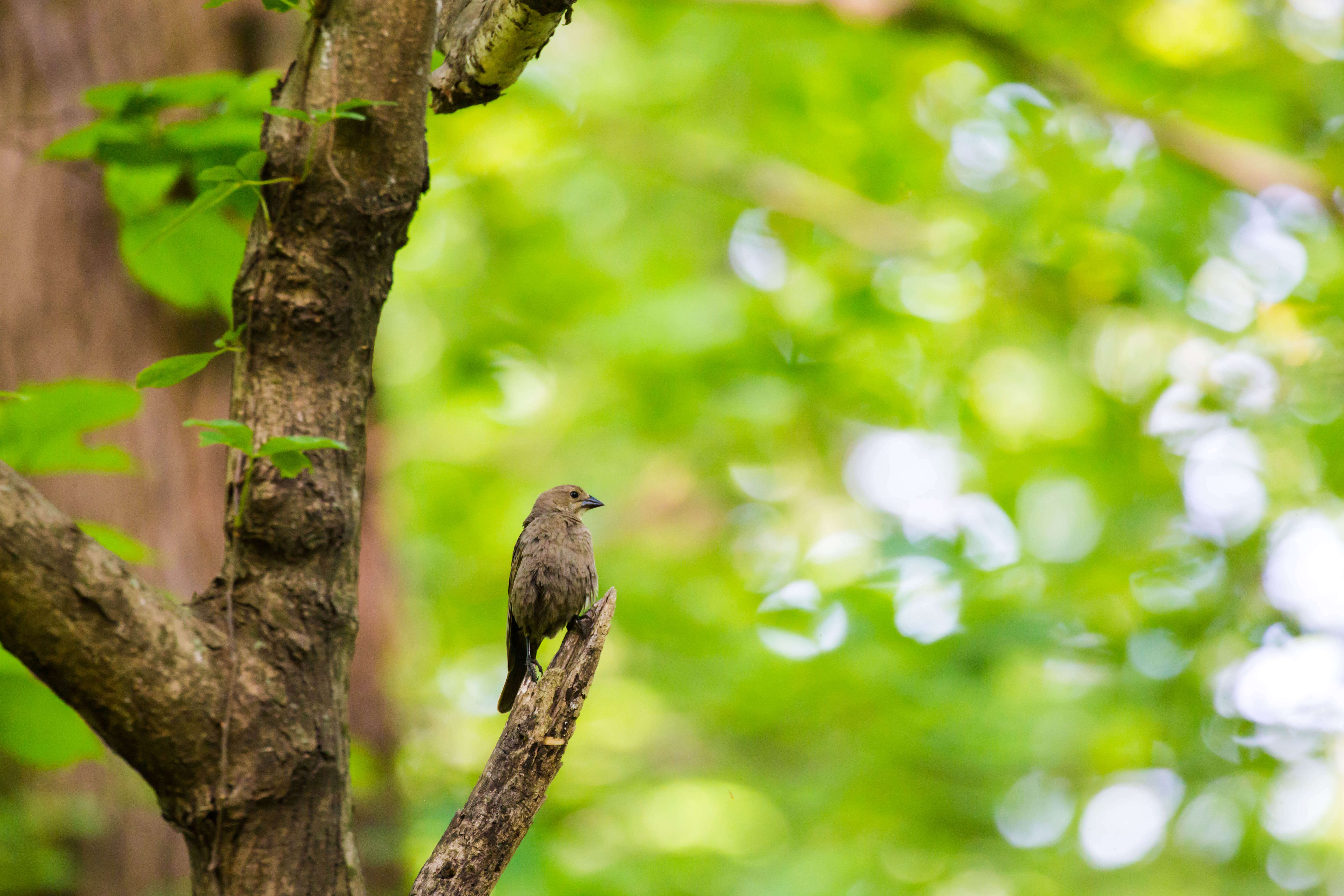 Image of Brown-headed Cowbird