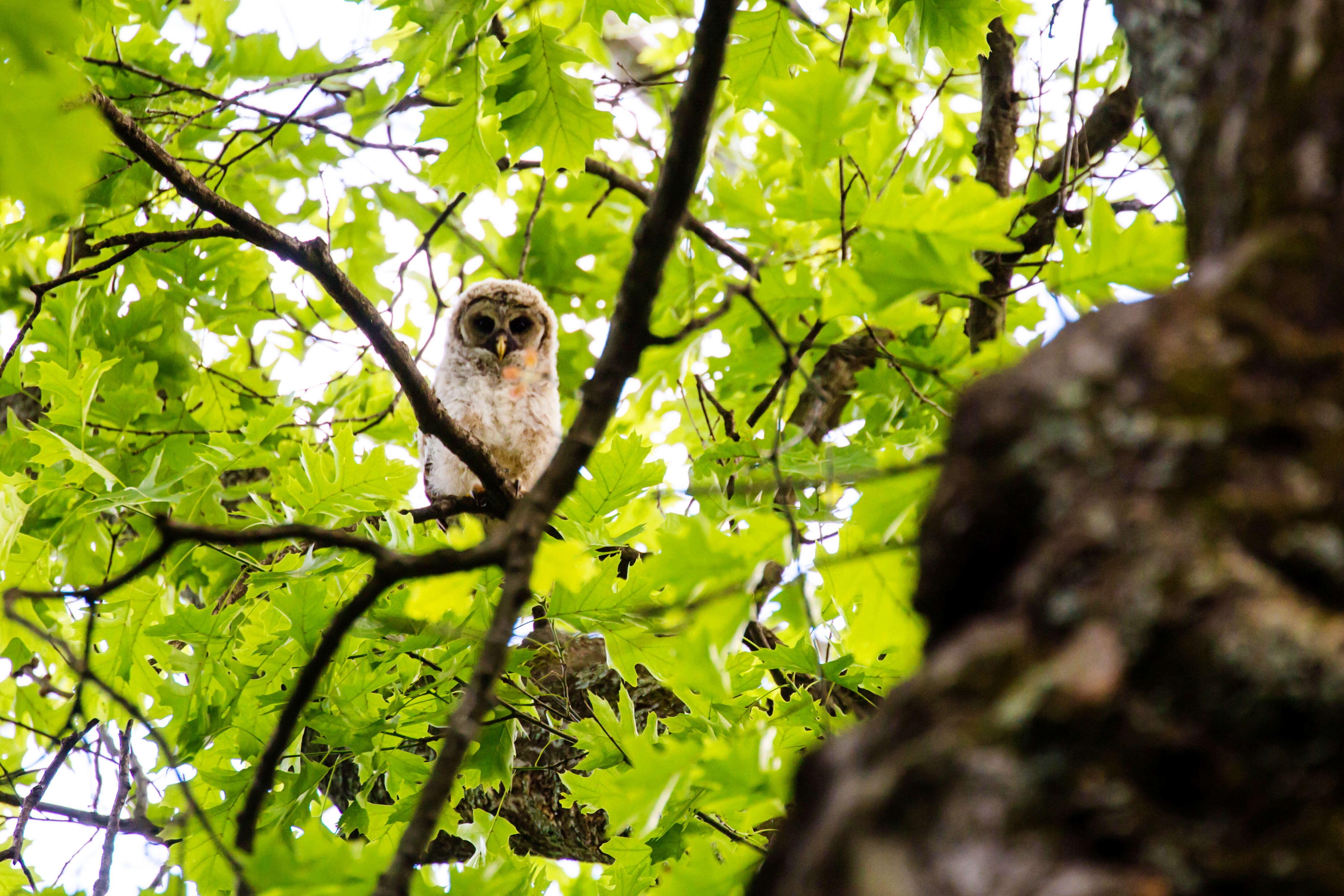 Image of Barred Owl