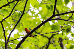 Image of Summer Tanager