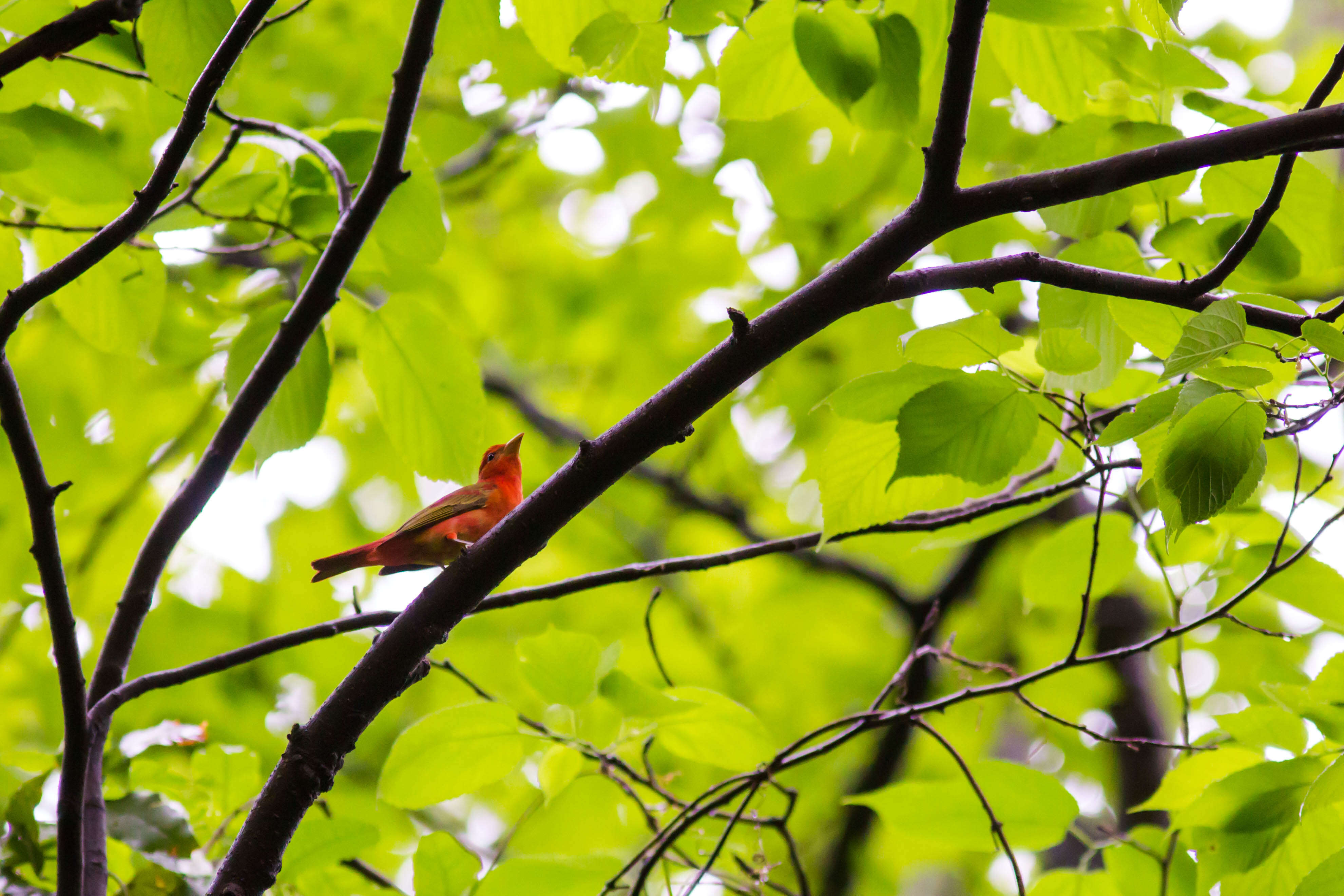 Image of Summer Tanager