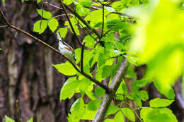 Image of Chestnut-sided Warbler