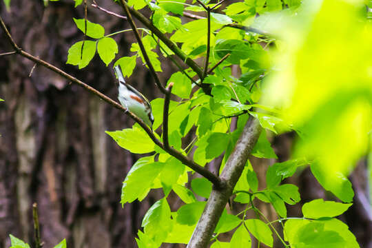 Image of Chestnut-sided Warbler