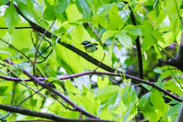 Image of Magnolia Warbler