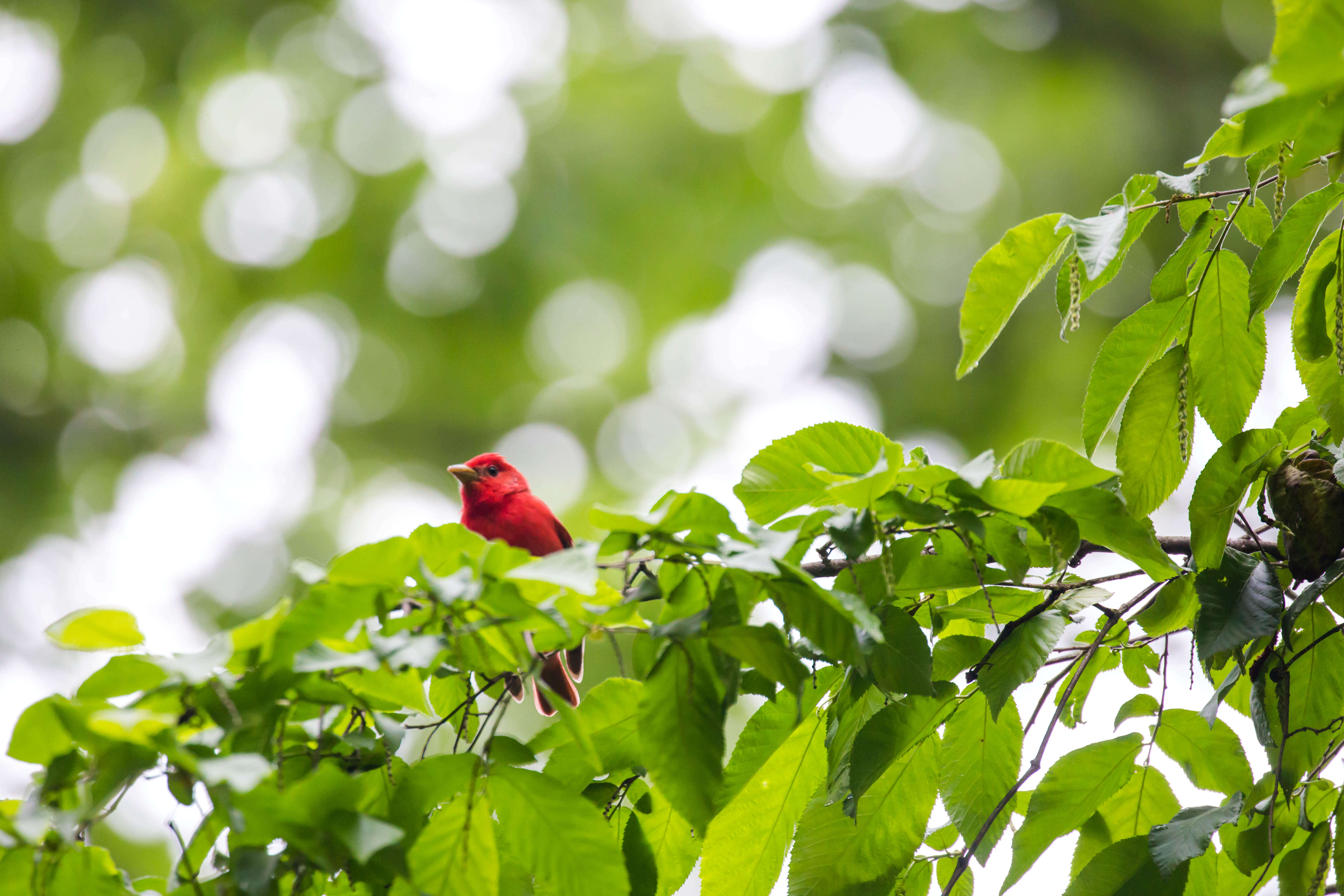 Image of Summer Tanager