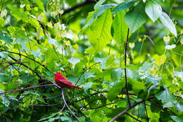 Image of Summer Tanager