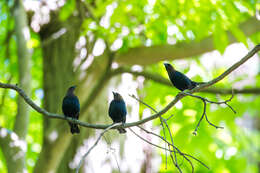 Image of Brown-headed Cowbird