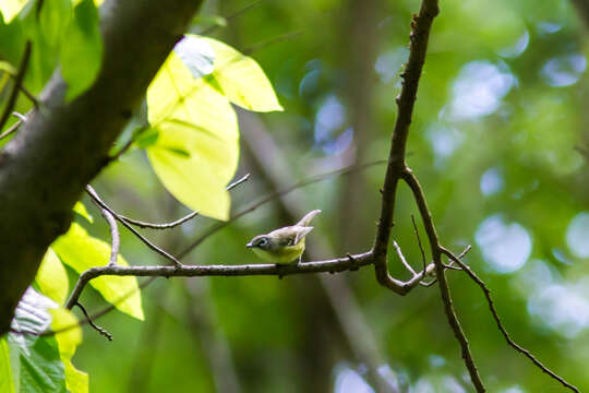 Image of Blue-headed Vireo