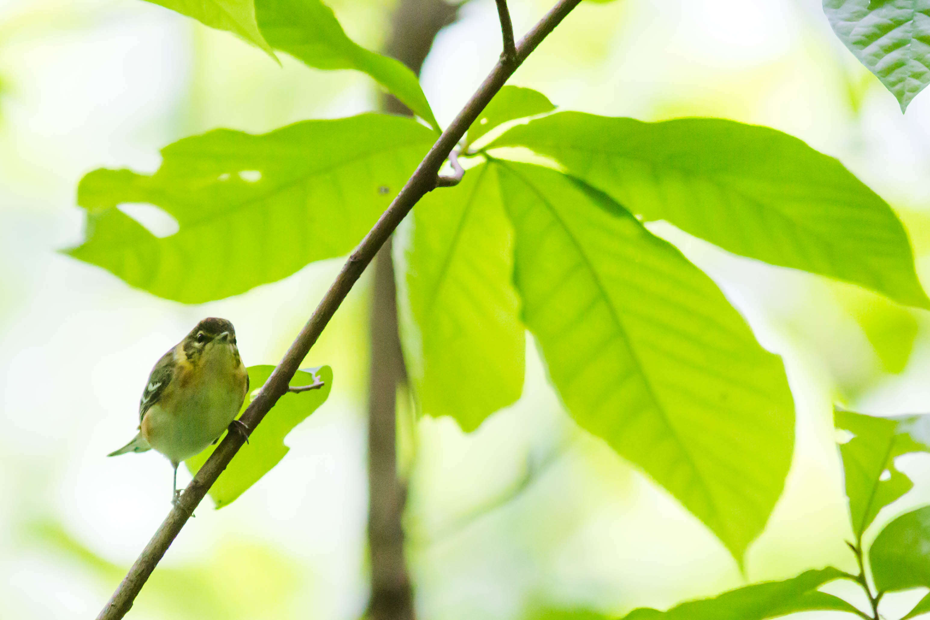 Setophaga castanea (Wilson & A 1810) resmi