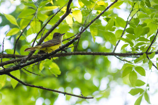 Image of Great Crested Flycatcher