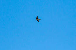 Image of American Cliff Swallow