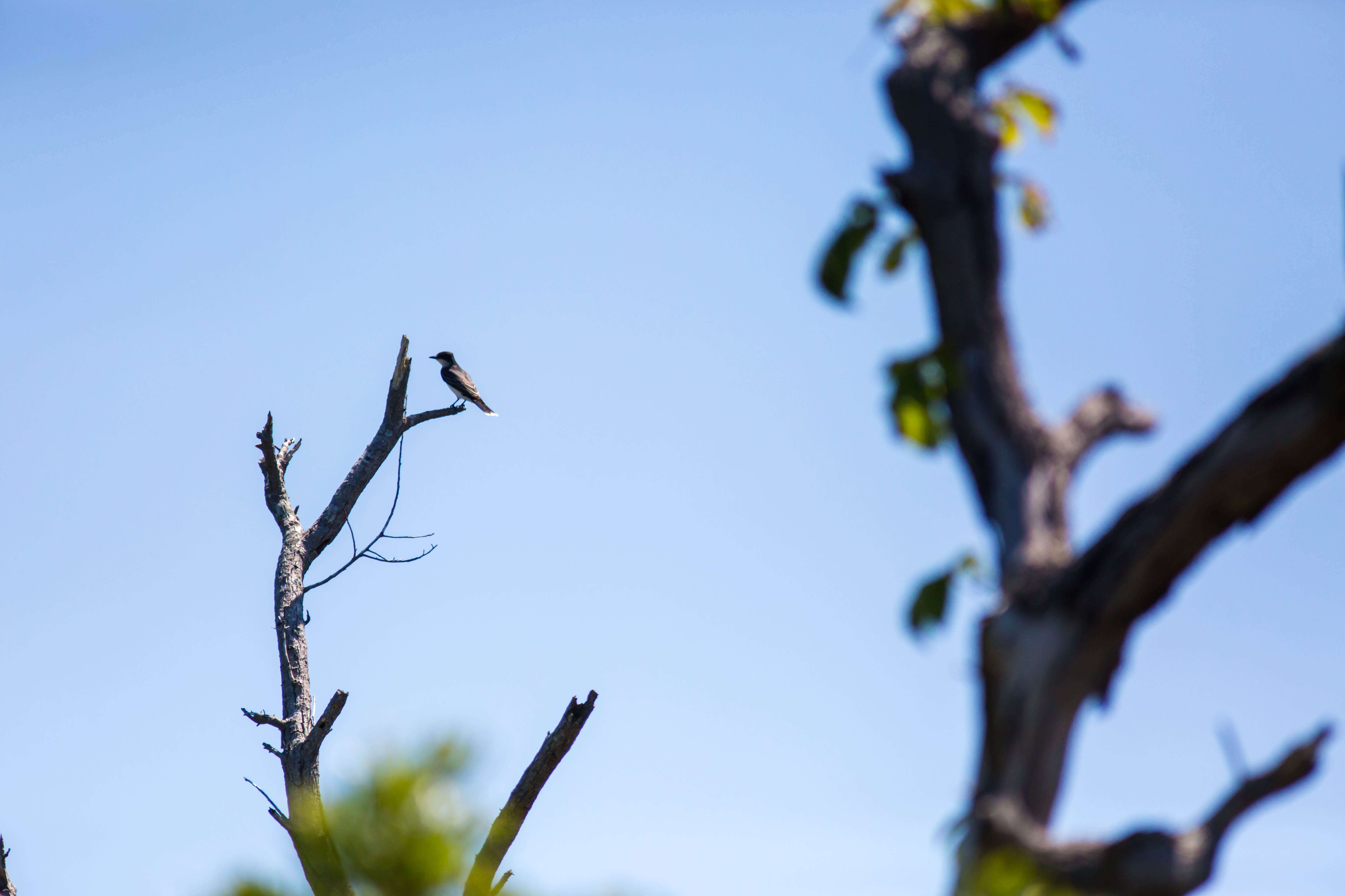 Image of Eastern Kingbird