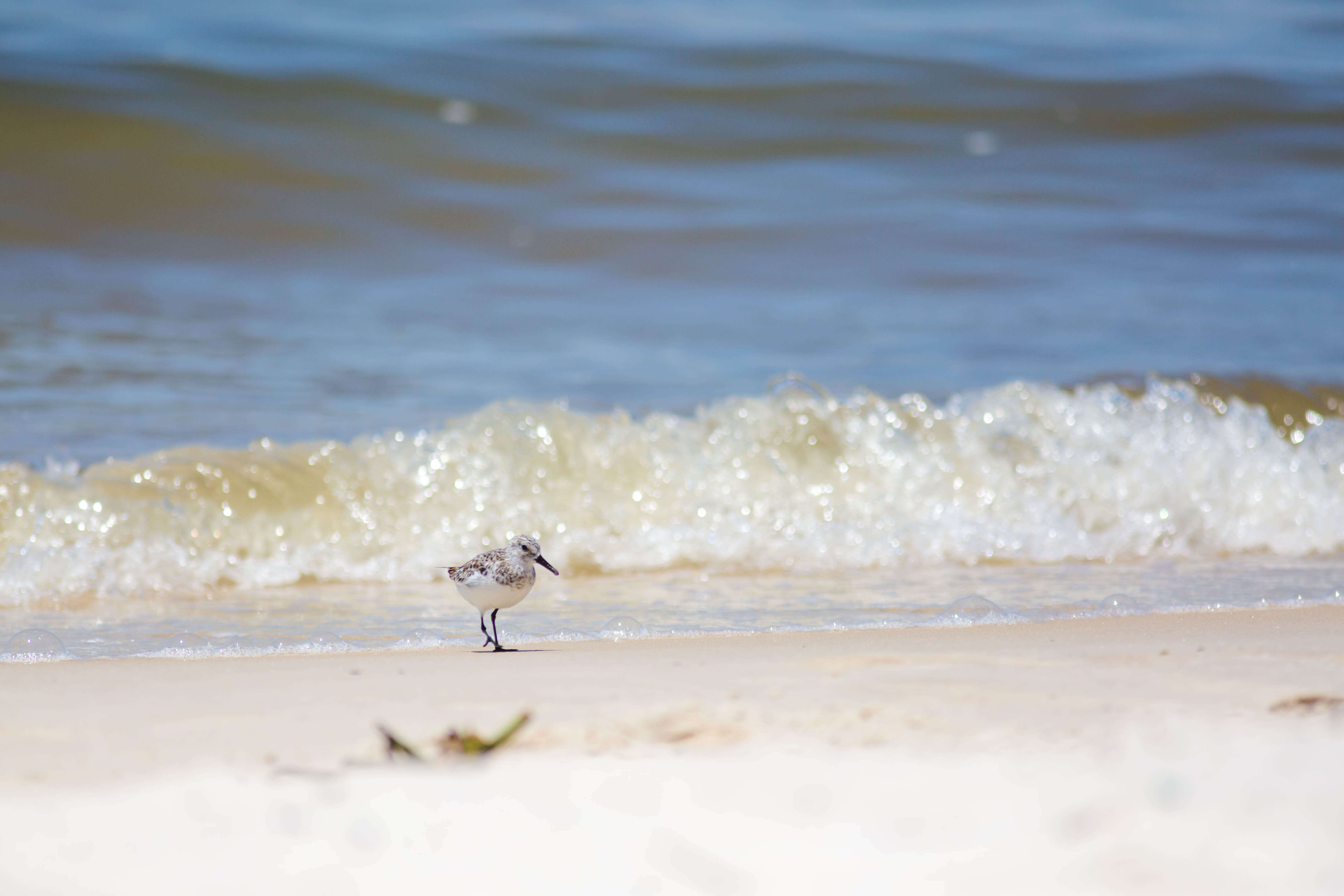 Image of Sanderling