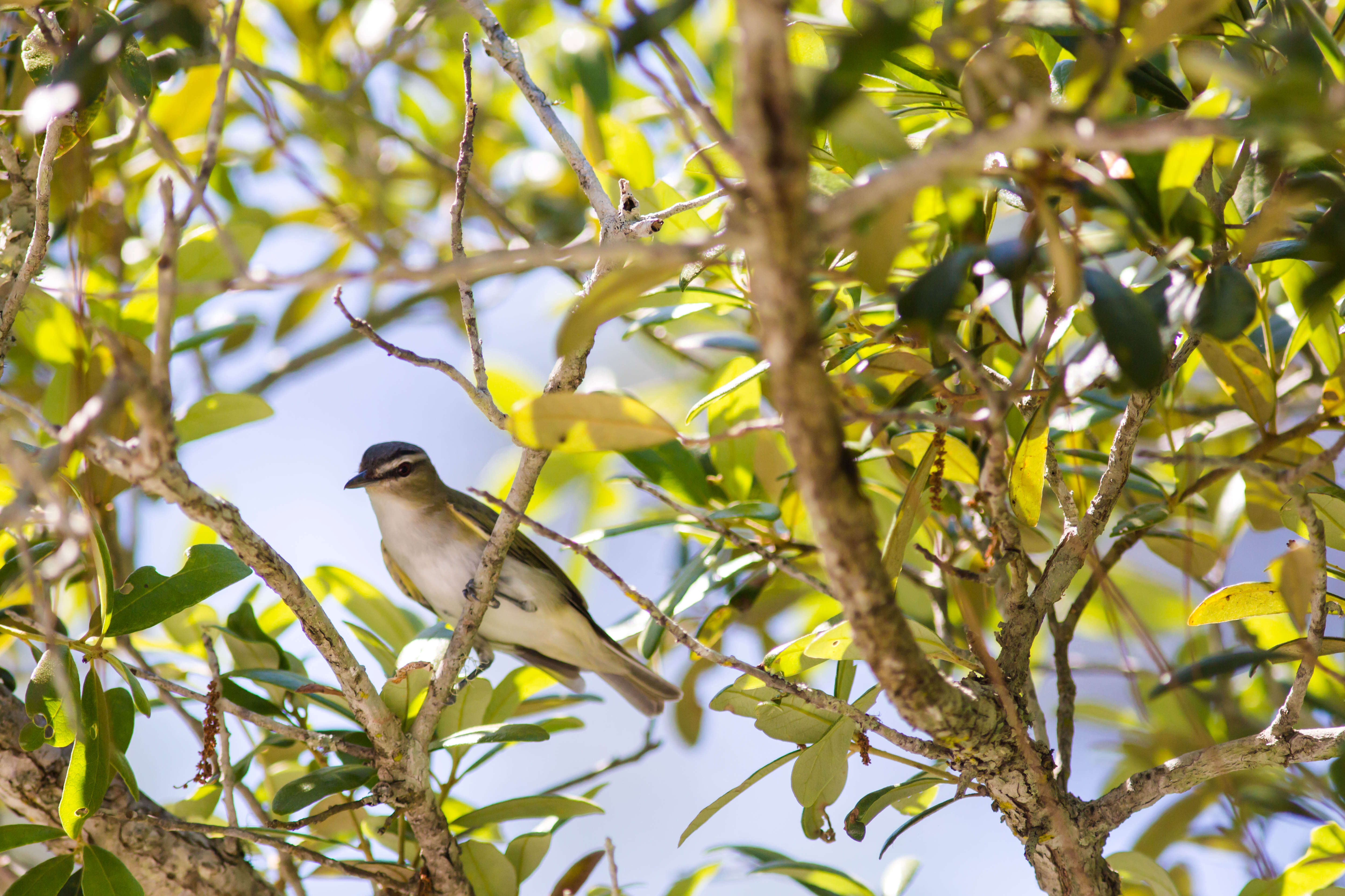 Image of Red-eyed Vireo