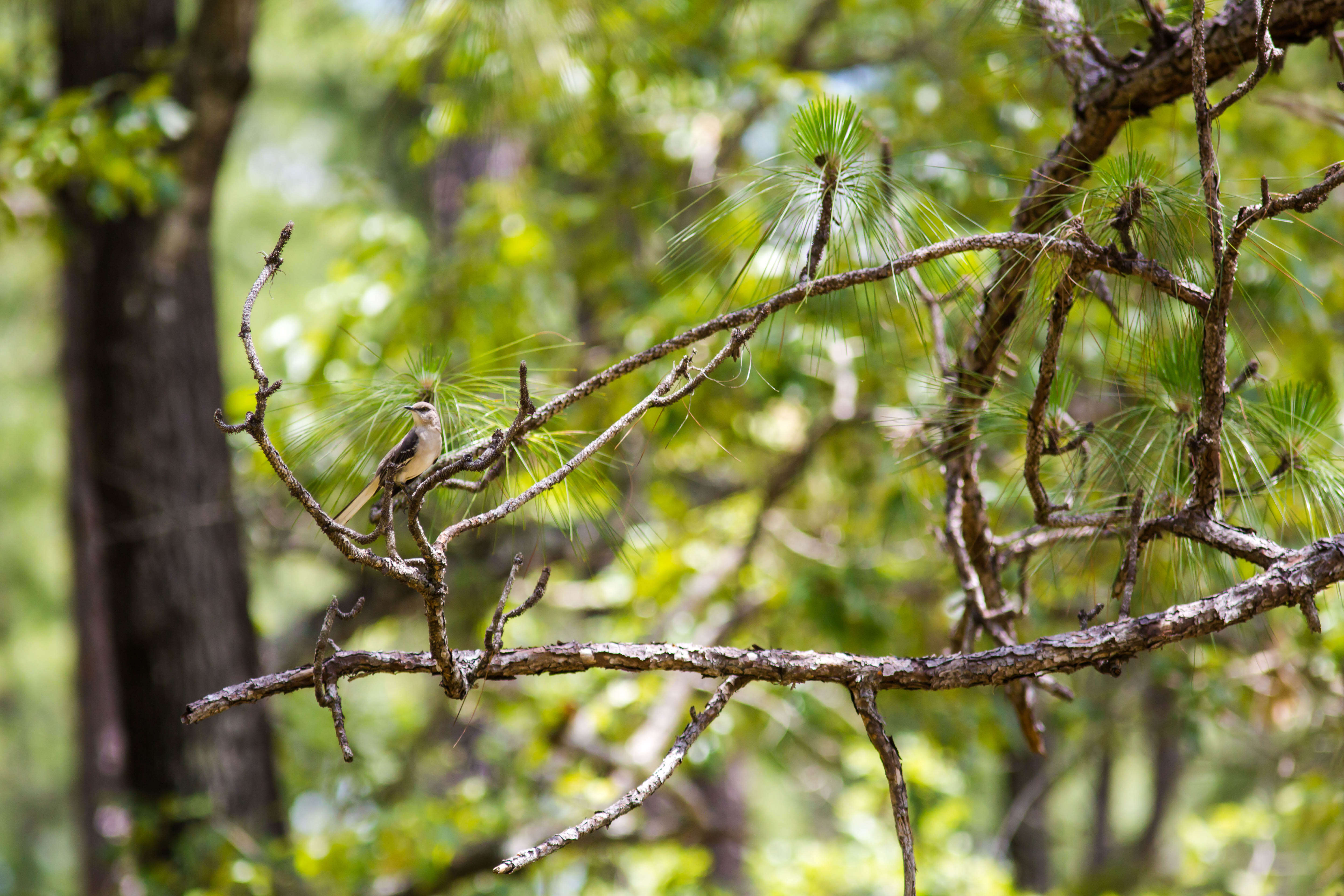 Image of Northern Mockingbird