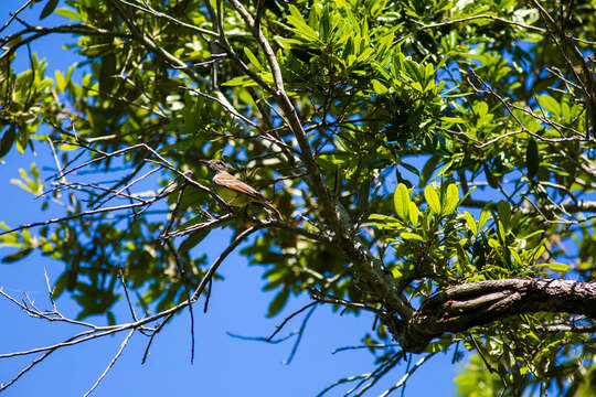 Image of Great Crested Flycatcher