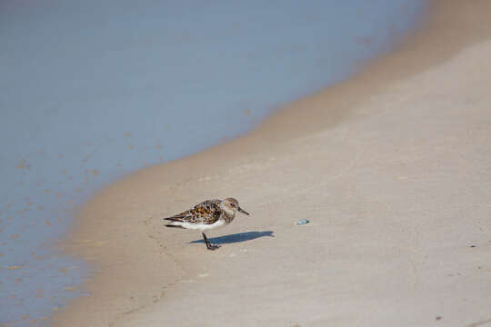 Image of Sanderling