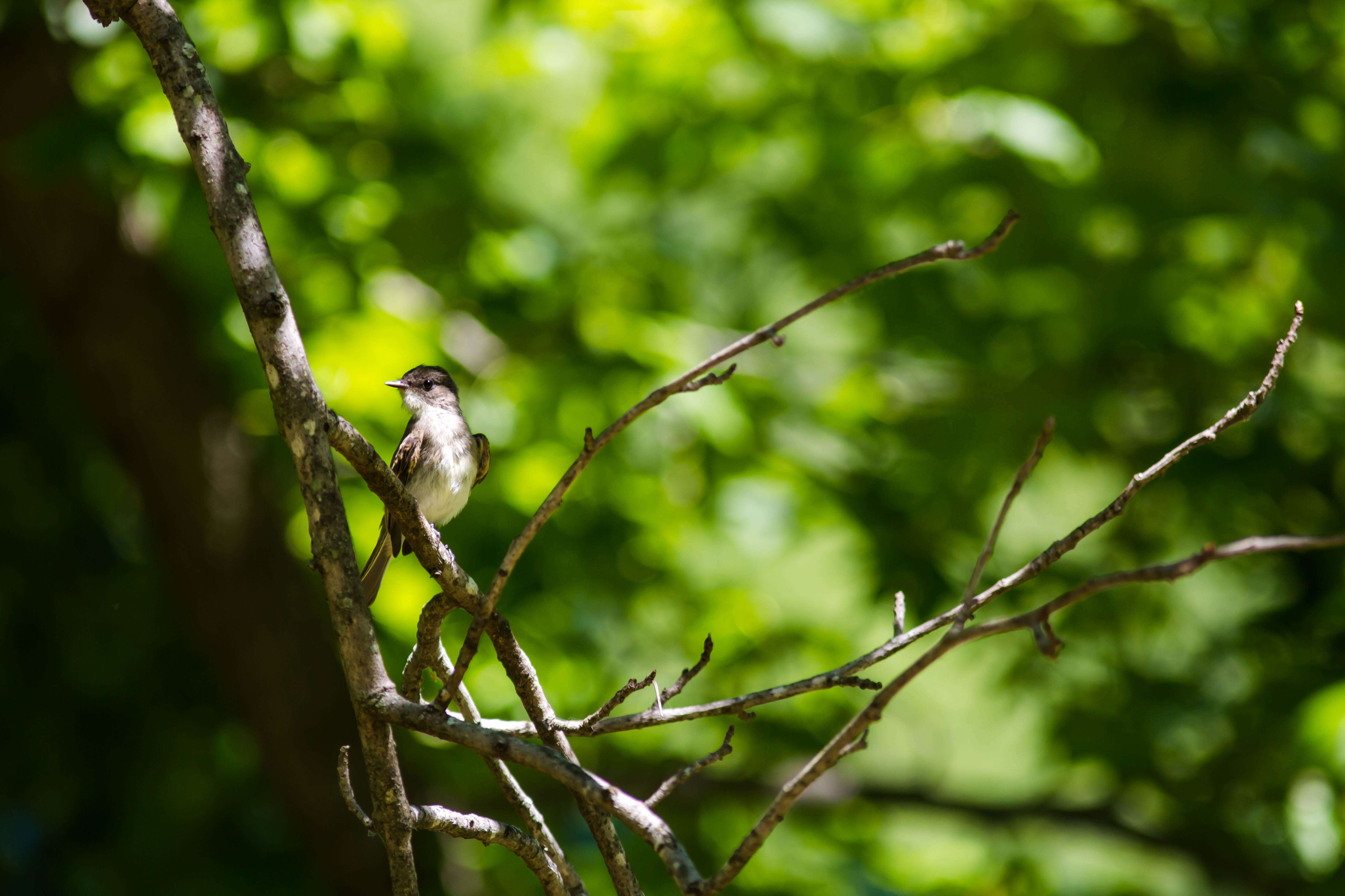 Image of Eastern Phoebe