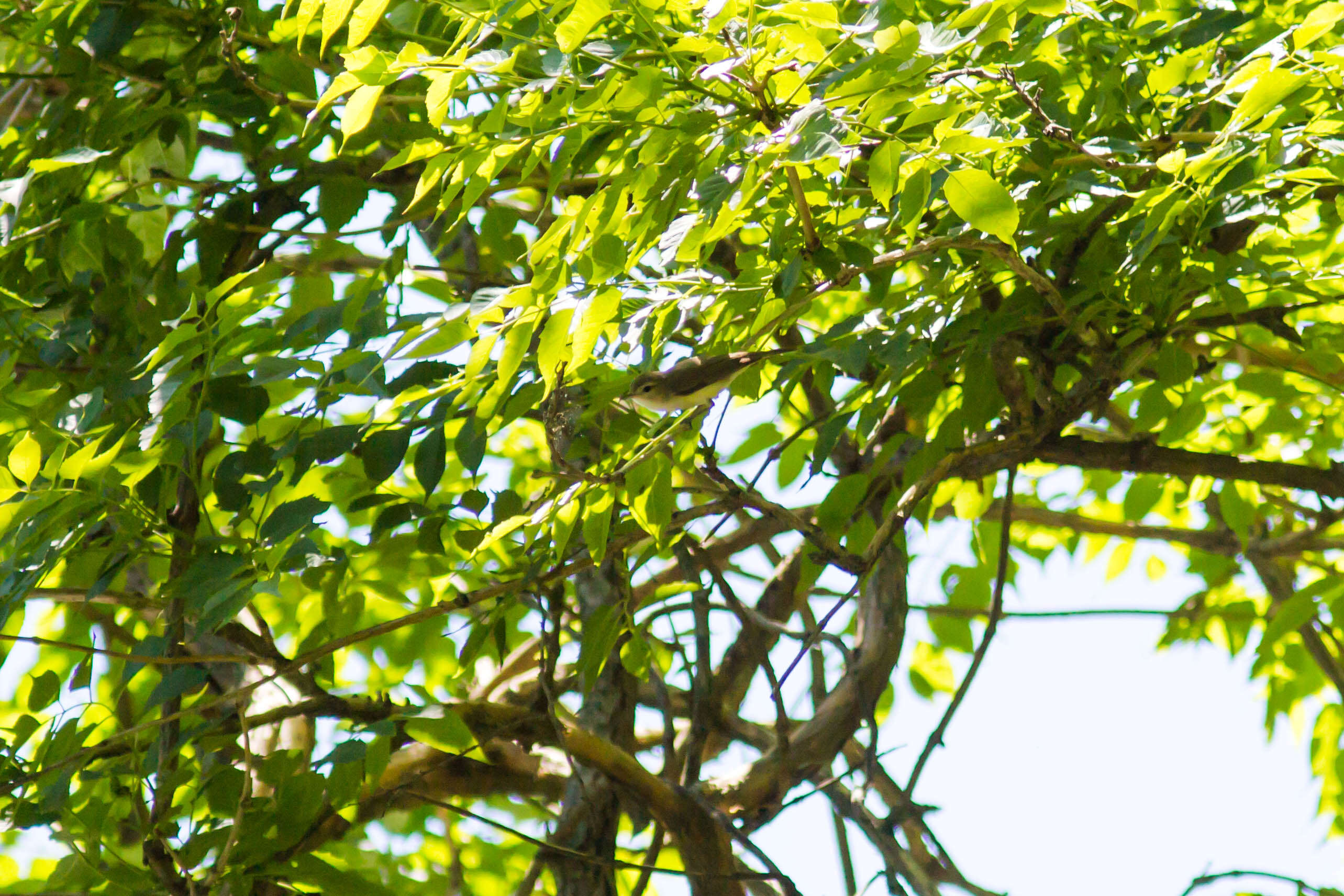 Image of Warbling Vireo