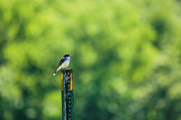 Image of Eastern Kingbird