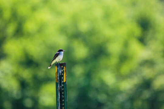 Image of Eastern Kingbird