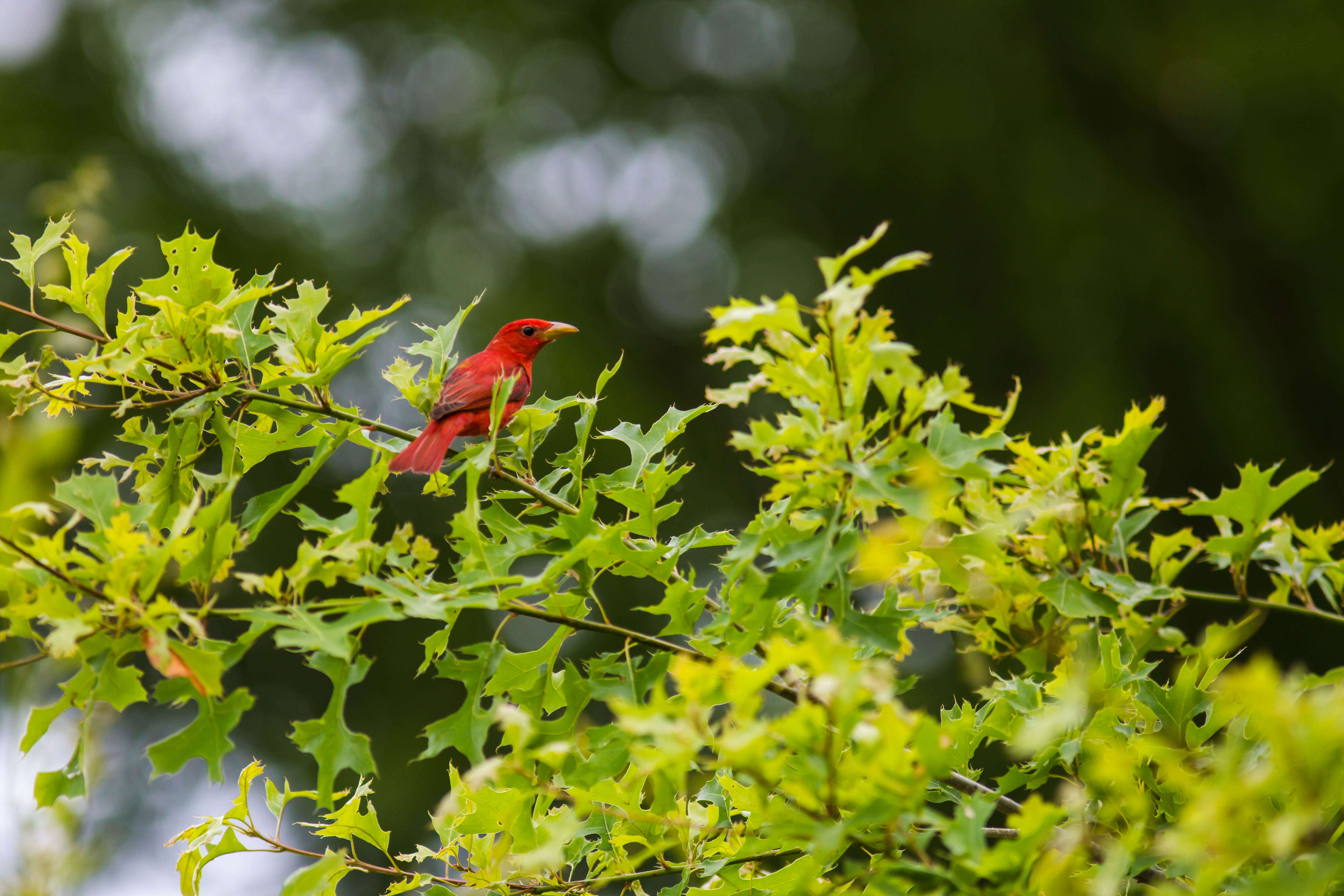 Imagem de Sanhaçu-vermelho