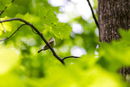 Image of Acadian Flycatcher