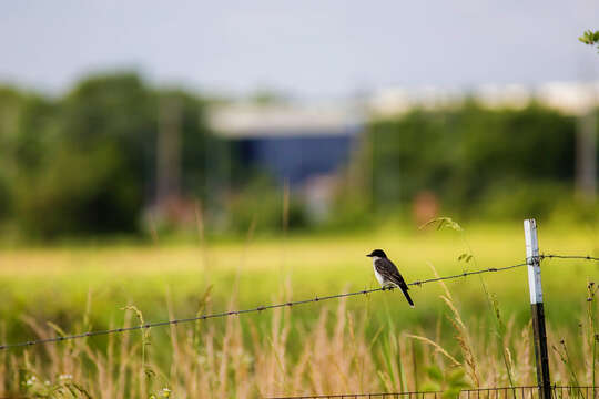 Image of Eastern Kingbird