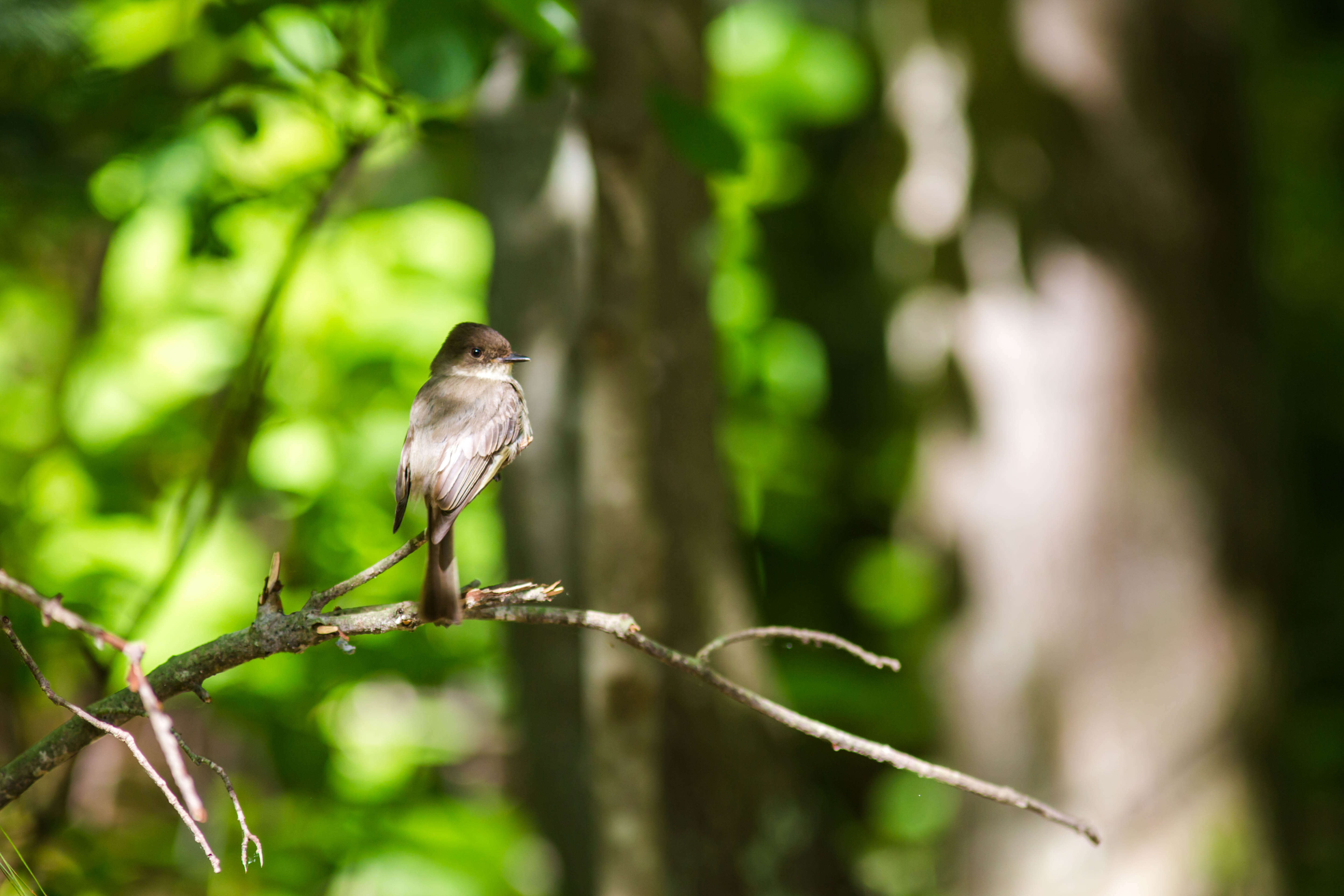 Image of Eastern Phoebe