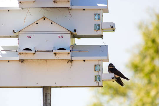 Image of Purple Martin