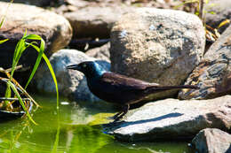 Image of Common Grackle